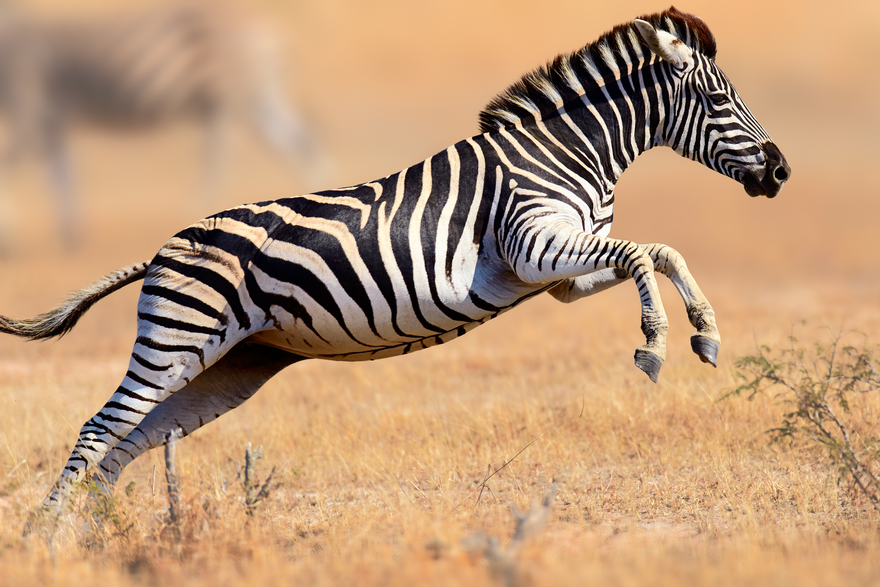 Stripes of Resilience